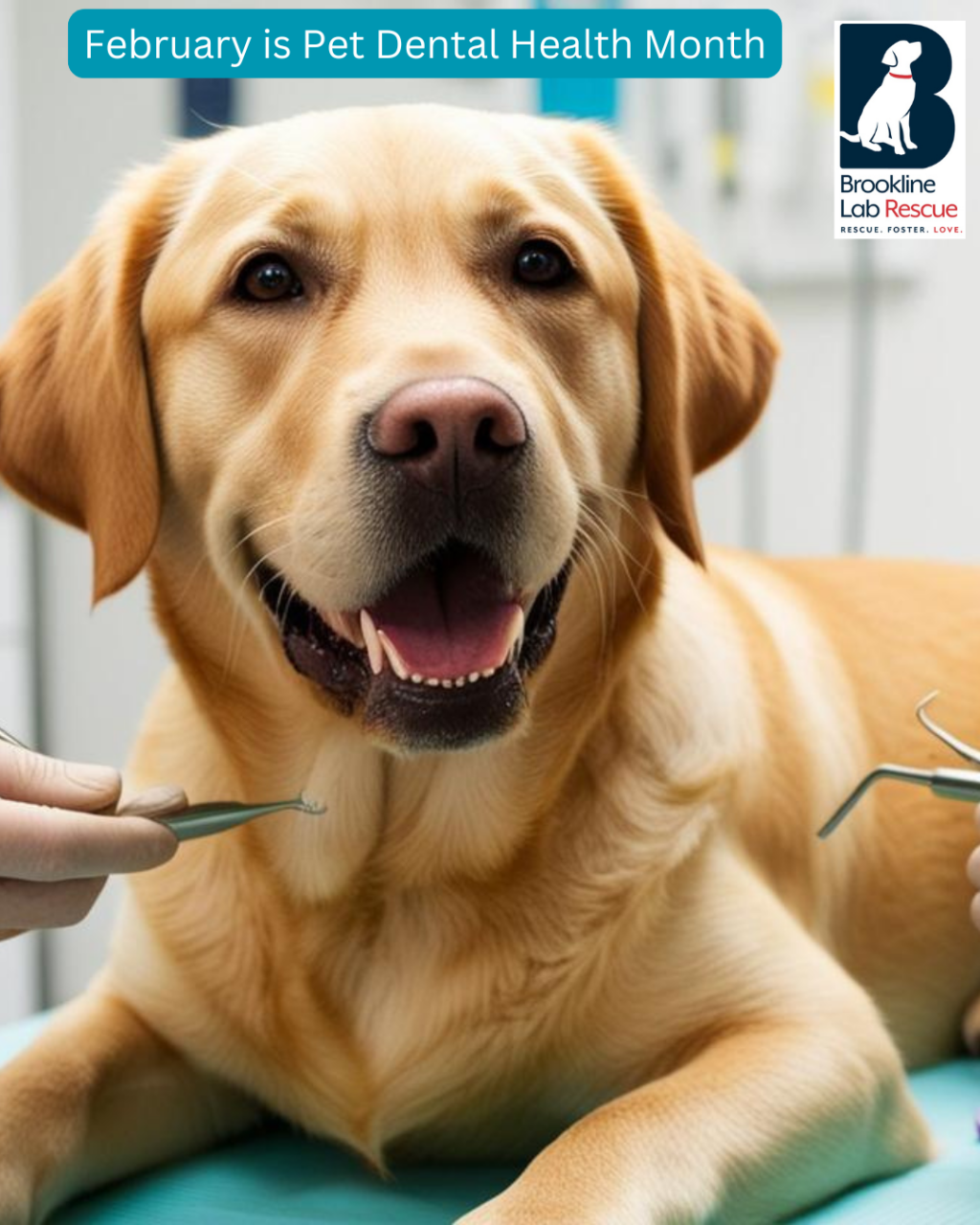 Pet Dental Health Month - Brookline Labrador Retriever Rescue