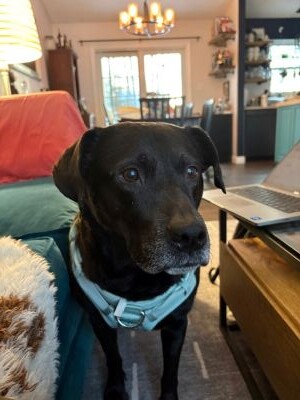black labrador retriever