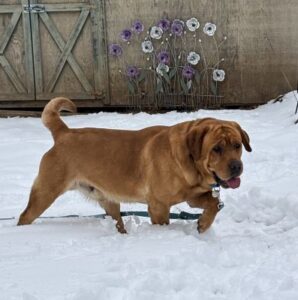 Yellow Labrador Retriever