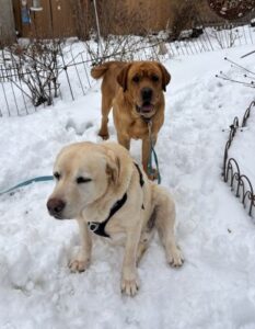 Yellow Labrador Retriever