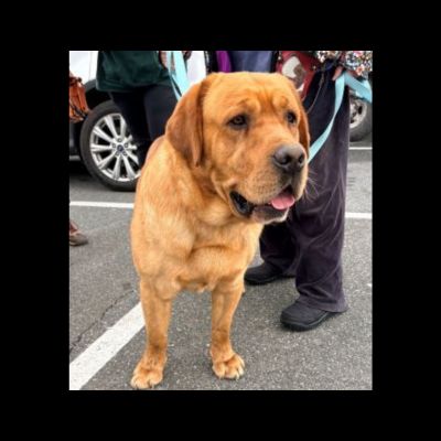 Yellow Labrador Retriever