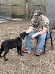 Labrador/German Shepherd Mix