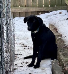 Labrador/German Shepherd Mix