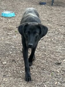 Labrador/German Shepherd Mix