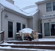 Yellow Labrador Retriever Mix