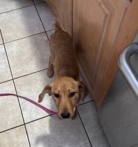 Yellow Labrador Retriever Mix