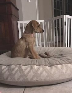 Yellow Labrador Retriever Mix