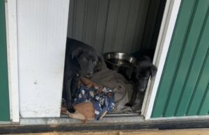 Labrador/German Shepherd Mix