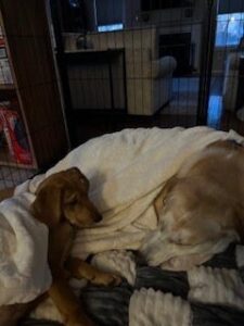 Yellow Labrador Retriever Mix