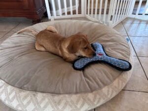 Yellow Labrador Retriever Mix