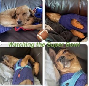 Yellow Labrador Retriever Mix