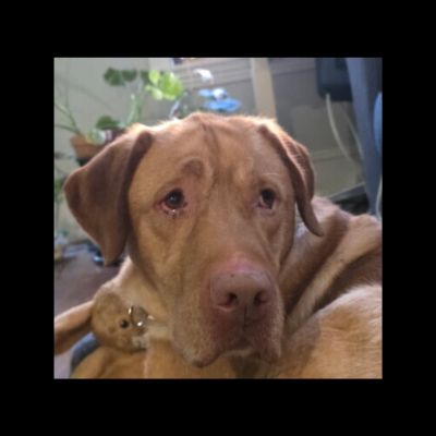 Yellow Labrador Retriever