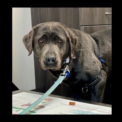 black Labrador Retriever