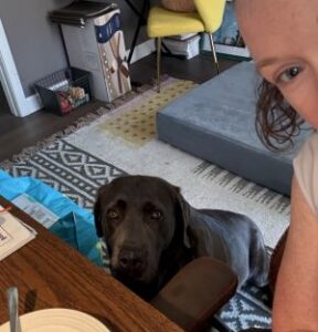 Chocolate Labrador