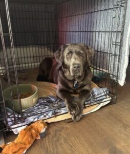 Chocolate Labrador
