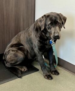 black Labrador Retriever