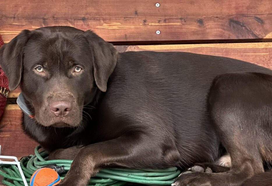 Chocolate Lab Reece Dembe Chocolate Labrador Retriever Male 15 Months Old - Brookline ...