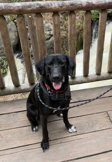 Black Labrador Mix