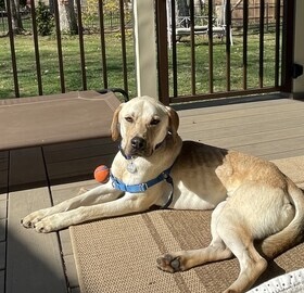 Yellow Labrador Mix