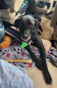 Black Labrador Mix