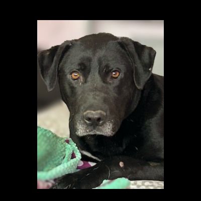 black lab mix