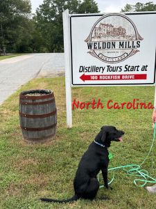 Black Labrador Mix