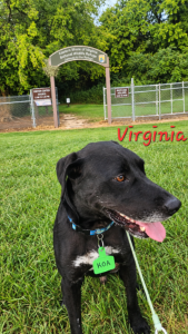 Black Labrador Mix