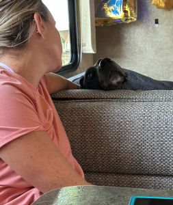 black labrador mix