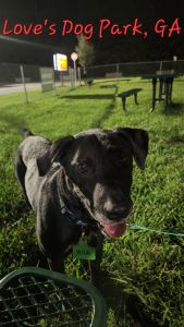 Black Labrador Mix