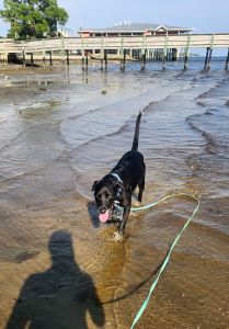 Koa #2 Black Labrador Retriever Mix Male ~2 Years Old #3766