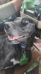 Koa #2 Black Labrador Retriever Mix Male ~2 Years Old #3766