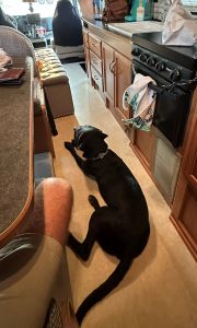 black labrador mix