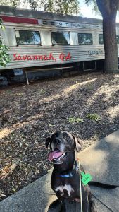 Black Labrador Mix