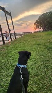 Koa #2 Black Labrador Retriever Mix Male ~2 Years Old #3766
