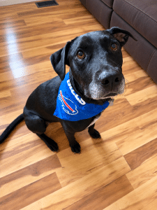 Koa #2 Black Labrador Retriever Mix Male ~2 Years Old #3766