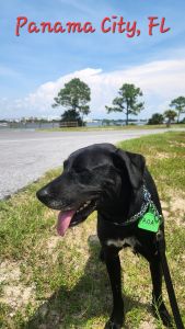 Koa #2 Black Labrador Retriever Mix Male ~2 Years Old #3766