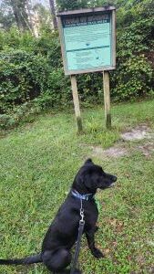 Koa #2 Black Labrador Retriever Mix Male ~2 Years Old #3766