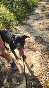 Koa #2 Black Labrador Retriever Mix Male ~2 Years Old #3766