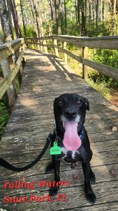 Koa #2 Black Labrador Retriever Mix Male ~2 Years Old #3766