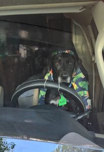 Koa #2 Black Labrador Retriever Mix Male ~2 Years Old #3766