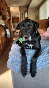 Black Labrador Mix