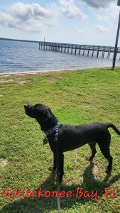 Koa #2 Black Labrador Retriever Mix Male ~2 Years Old #3766