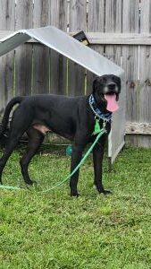 Koa #2 Black Labrador Retriever Mix Male ~2 Years Old #3766