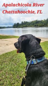 Koa #2 Black Labrador Retriever Mix Male ~2 Years Old #3766