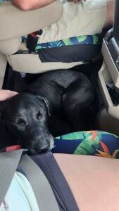 black labrador mix