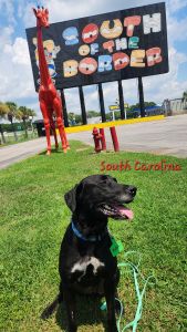 Black Labrador Mix