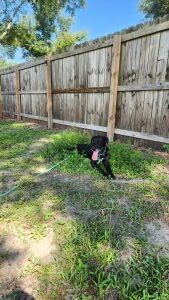 Koa #2 Black Labrador Retriever Mix Male ~2 Years Old #3766