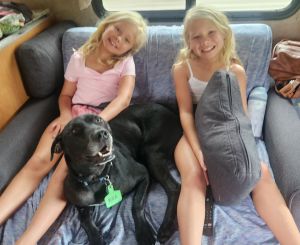 Black Labrador Mix