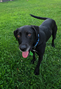 black lab mix