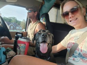 black labrador mix